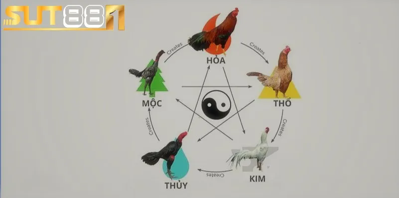 cach xem mau mang ga da theo ngay nen dua vao ngu hanh cach xem mau mang ga da theo ngay nen dua vao ngu hanh