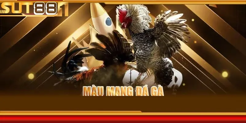 Cách xem màu mạng gà đá theo ngày chuẩn xác nhất tại SUT88