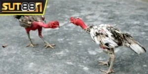 Đá gà trực tiếp màu 67 - Bồ gà xem livestream HD miễn phí