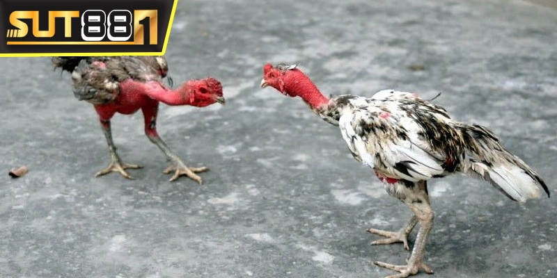 Đá gà trực tiếp màu 67 - Bồ gà xem livestream HD miễn phí