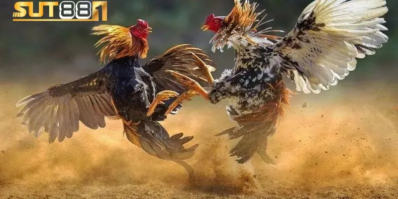 mot vai luu y khi xem da ga mot vai luu y khi xem da ga